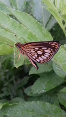 Heteropterus morpheus