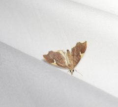 Deuterophysa