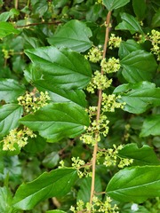Itea rhamnoides