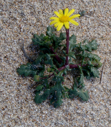 Chamomile-leaved Groundsel