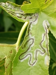 Phyllocnistis liquidambarisella