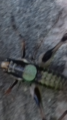 Eupholidoptera schmidti