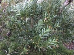 Acacia confusa