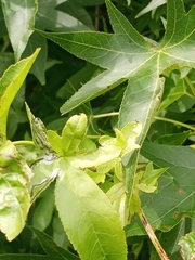 Phyllocnistis liquidambarisella