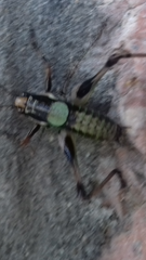 Eupholidoptera schmidti