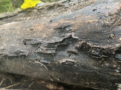 Anoplolepis gracilipes