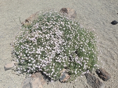 Pterocephalus lasiospermus