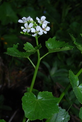 Cardamine asarifolia