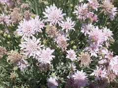 Pterocephalus lasiospermus