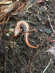 Desmognathus wrighti