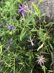 Campanula floridana