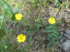 Potentilla gelida