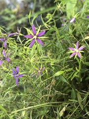 Campanula floridana