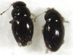 Ptenidium pusillum