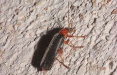 Cantharis pellucida