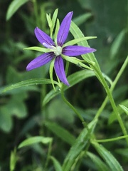 Campanula floridana