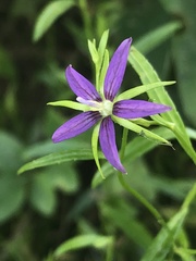 Campanula floridana