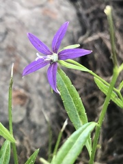 Campanula floridana