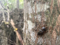 Anoplolepis gracilipes