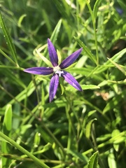 Campanula floridana