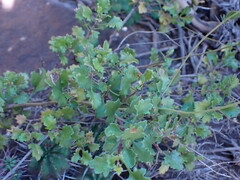 Cineraria deltoidea