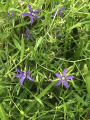 Campanula floridana