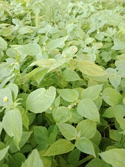 Galinsoga parviflora