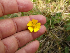 Potentilla gelida