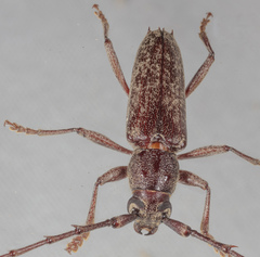 Elaphidion linsleyi