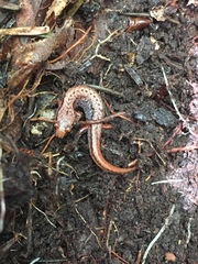 Desmognathus wrighti