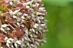 Typocerus acuticauda
