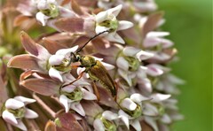 Typocerus acuticauda