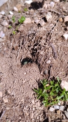 Calosoma pentheri relictum