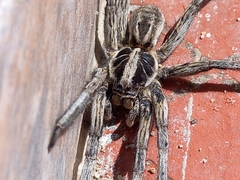 Lycosinae