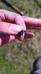 Calosoma pentheri relictum