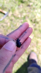 Calosoma pentheri relictum