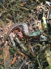 Desmognathus wrighti