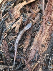 Desmognathus wrighti