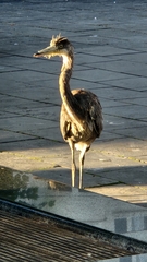 Ardea cinerea