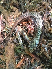 Desmognathus wrighti