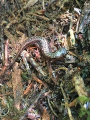 Desmognathus wrighti