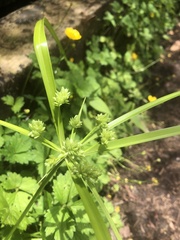 Cyperus eragrostis image