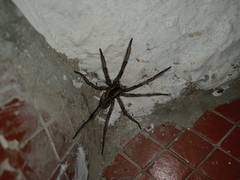 Lycosa erythrognatha