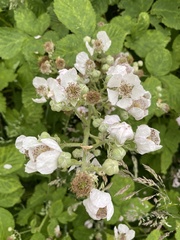 Rubus
