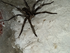 Lycosa erythrognatha