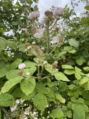 Rubus