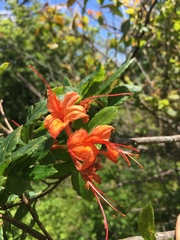 Rhododendron calendulaceum