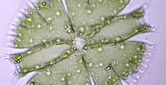 Micrasterias compereana