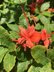 Rhododendron calendulaceum
