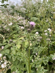 Cirsium arvense